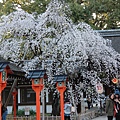 0326京都平野神社夜櫻 (16).JPG