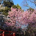 0326京都平野神社夜櫻 (18).JPG