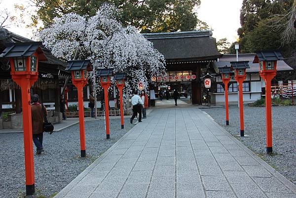 0326京都平野神社夜櫻 (25).JPG