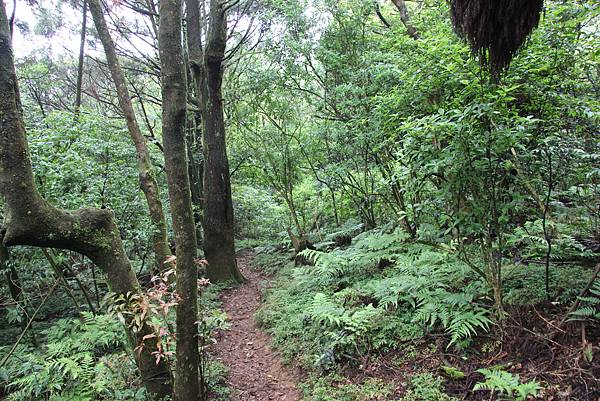 0514小觀音山西峰、小觀音山 (4).JPG