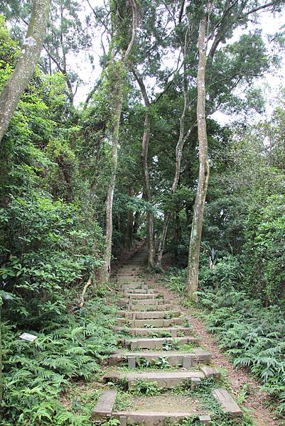 0521藤坪古道猿山步道 (13).JPG