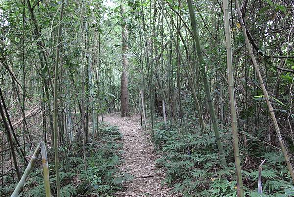 0521藤坪古道猿山步道 (24).JPG