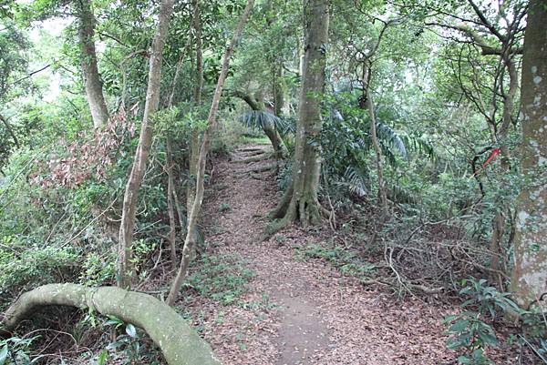 0521藤坪古道猿山步道 (27).JPG