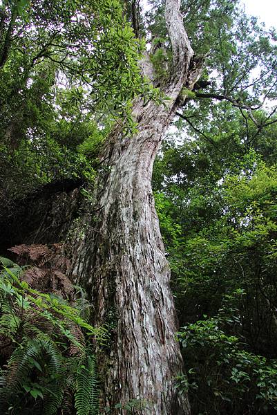 0702拉拉山神木區 (23).JPG