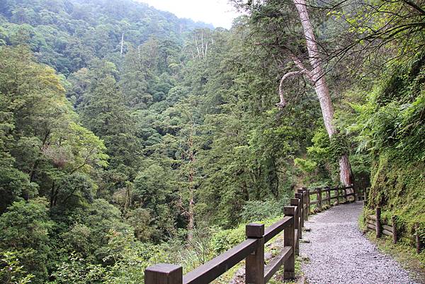 0702拉拉山神木區 (24).JPG