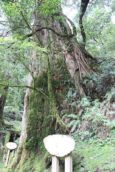0702拉拉山神木區 (26).JPG 0702拉拉山神木區 (26).JPG