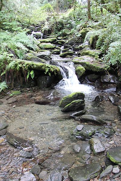 0702拉拉山神木區 (31).JPG