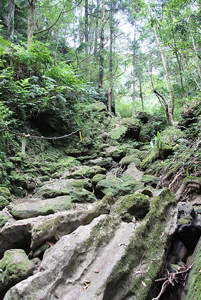 0827東勢格越嶺古道 (38).JPG 0827東勢格越嶺古道 (38).JPG
