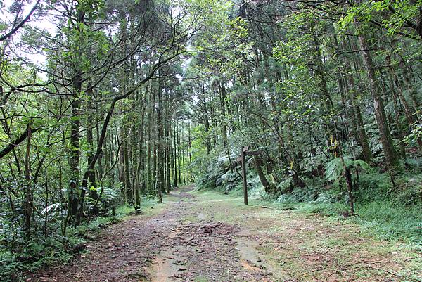 平溪頭古道 (25).JPG