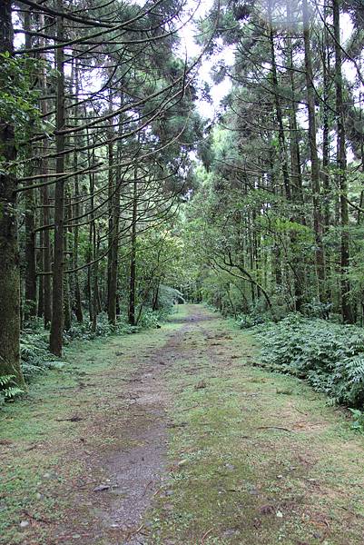 平溪頭古道 (60).JPG 平溪頭古道 (60).JPG