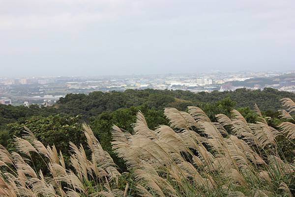 1203五酒桶山、山鼻山、六福步道 (37).JPG 1203五酒桶山、山鼻山、六福步道 (37).JPG