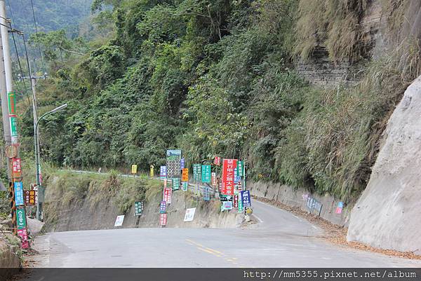 0211鷂婆山洗水坑李花 (3).JPG