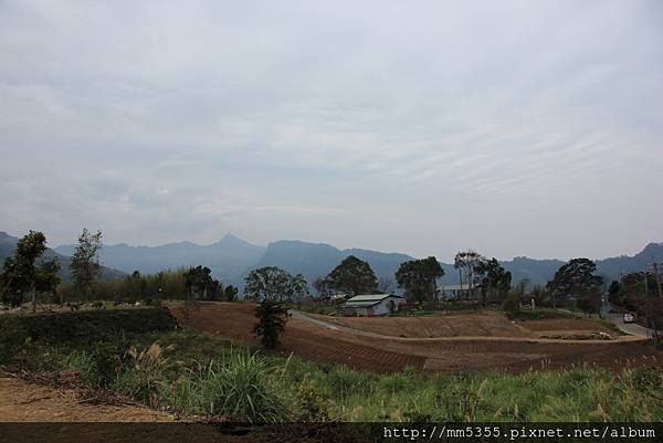 0211鷂婆山洗水坑李花 (5).JPG