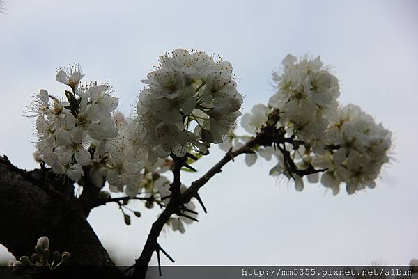 0211鷂婆山洗水坑李花 (90).JPG