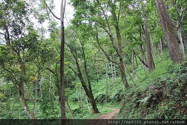 0520草嶺山、石龜坑產業路 (72).JPG