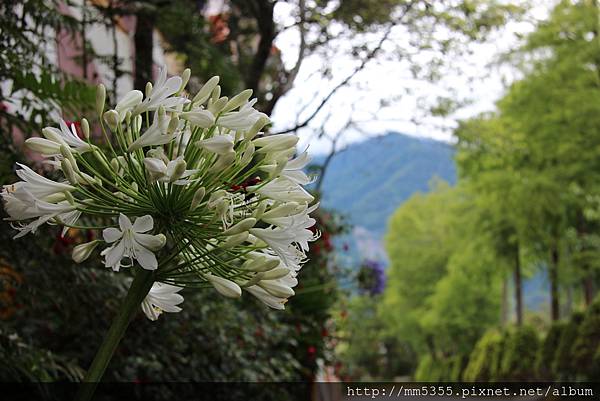 0716淳境景觀民宿黃昏美景 (18).JPG