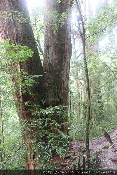 0812鎮西堡神木 (94).JPG