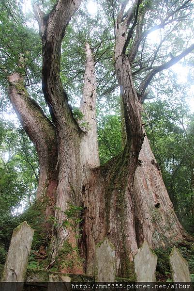 0812鎮西堡神木 (105).JPG 0812鎮西堡神木 (105).JPG