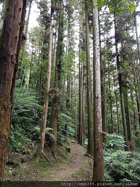 0616遊阿里山迷糊步道 (54).jpg