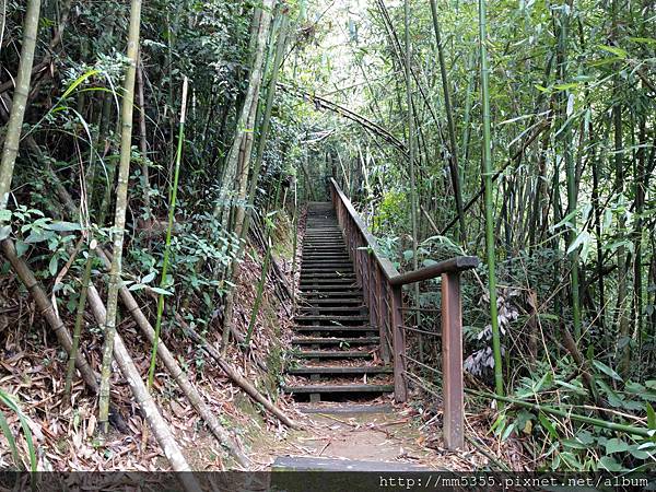 0616遊阿里山迷糊步道 (63).jpg