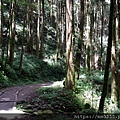 0625特富野古道 (57).jpg