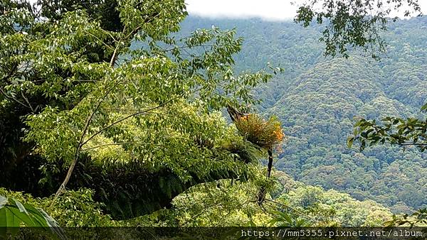 0625特富野古道 (134).jpg