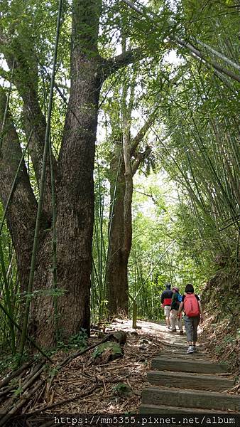 0625樟樹巨木步道 (2).jpg