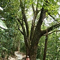 0625樟樹巨木步道 (35).jpg