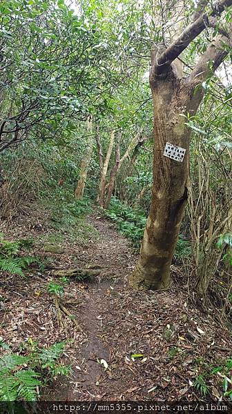 新北市五股區林梢步道、北橫古道全程--1121022