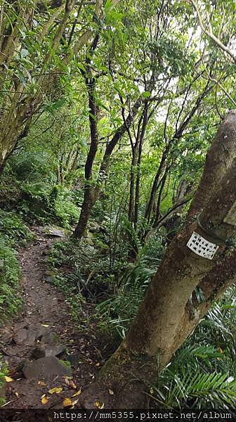 新北市五股區林梢步道、北橫古道全程--1121022