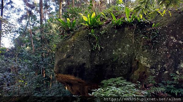 新竹縣北埔觀音寺金龜岩、一線天、五指山橫向步道繞一圈--11