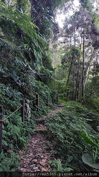 新竹縣北埔觀音寺金龜岩、一線天、五指山橫向步道繞一圈--11