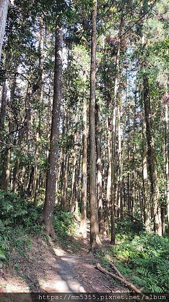 新竹縣北埔觀音寺金龜岩、一線天、五指山橫向步道繞一圈--11