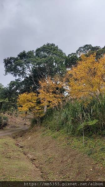 桃園市復興區蝙蝠洞、觀音洞步道、金平山---1121202