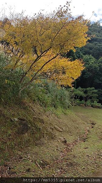 桃園市復興區蝙蝠洞、觀音洞步道、金平山---1121202