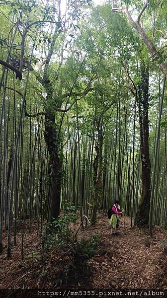 桃園市復興區蝙蝠洞、觀音洞步道、金平山---1121202