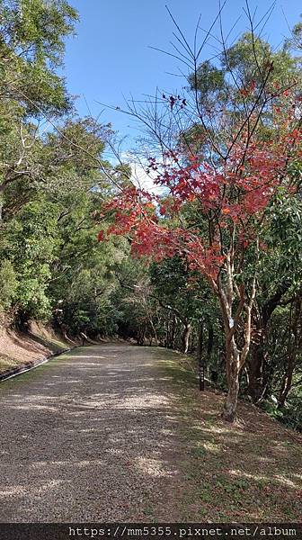 桃園市東眼山東滿步道--1121230