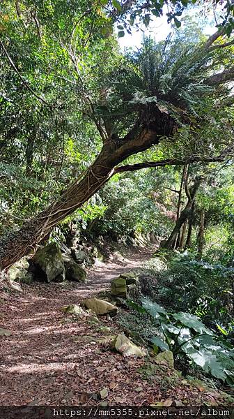 桃園市東眼山東滿步道--1121230