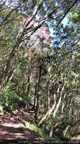 桃園市東眼山東滿步道--1121230