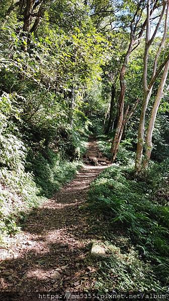 桃園市東眼山東滿步道--1121230