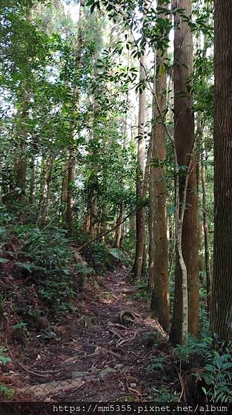 桃園市東眼山東滿步道--1121230