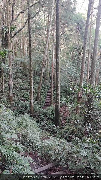 桃園市東眼山東滿步道--1121230