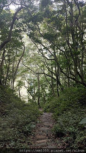 桃園市東眼山東滿步道--1121230