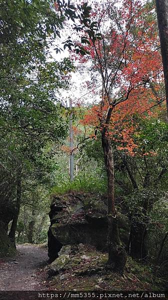 桃園市東眼山東滿步道--1121230