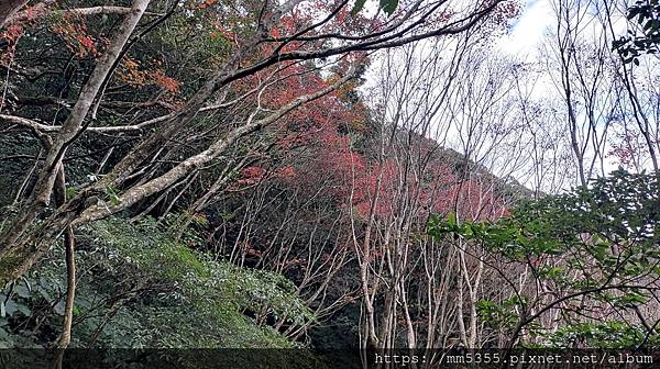 桃園市東眼山東滿步道--1121230