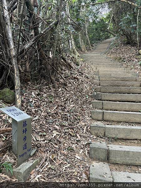 新竹縣峨眉藤坪古道上猿山、六寮古道、採桶柑--1130127