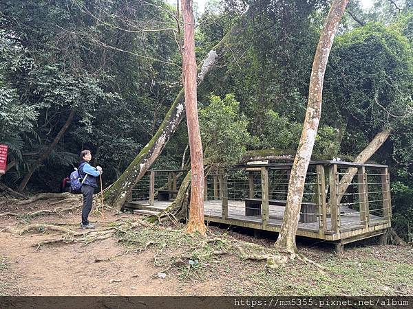 新竹縣峨眉藤坪古道上猿山、六寮古道、採桶柑--1130127