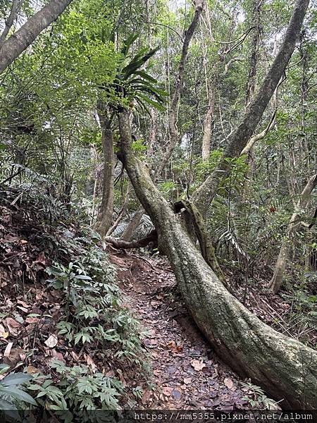 新竹縣峨眉藤坪古道上猿山、六寮古道、採桶柑--1130127