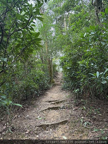 新竹縣峨眉藤坪古道上猿山、六寮古道、採桶柑--1130127