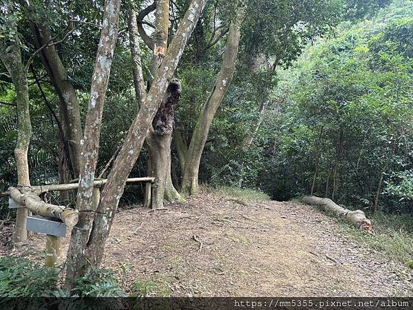 新竹縣峨眉藤坪古道上猿山、六寮古道、採桶柑--1130127